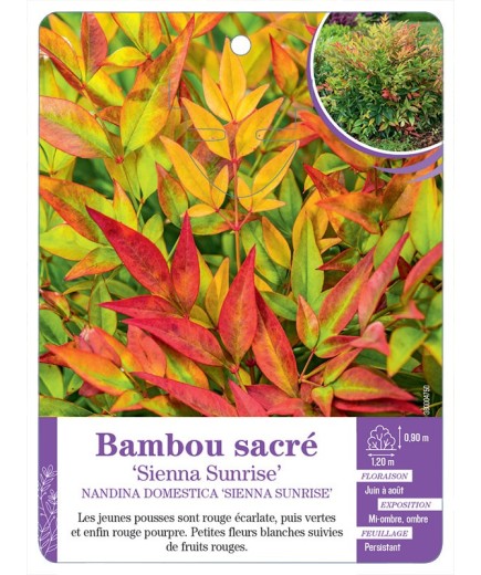 NANDINA DOMESTICA SIENNA SUNRISE voir Bambou sacré