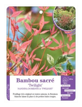 NANDINA DOMESTICA TWILIGHT voir Bambou sacré