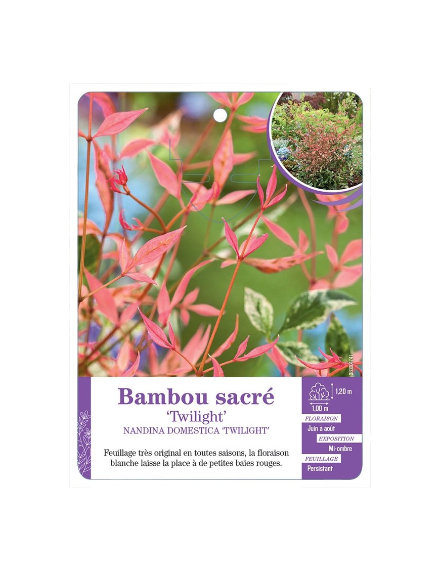 NANDINA DOMESTICA TWILIGHT voir Bambou sacré