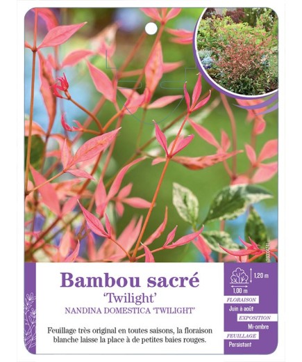 NANDINA DOMESTICA TWILIGHT voir Bambou sacré