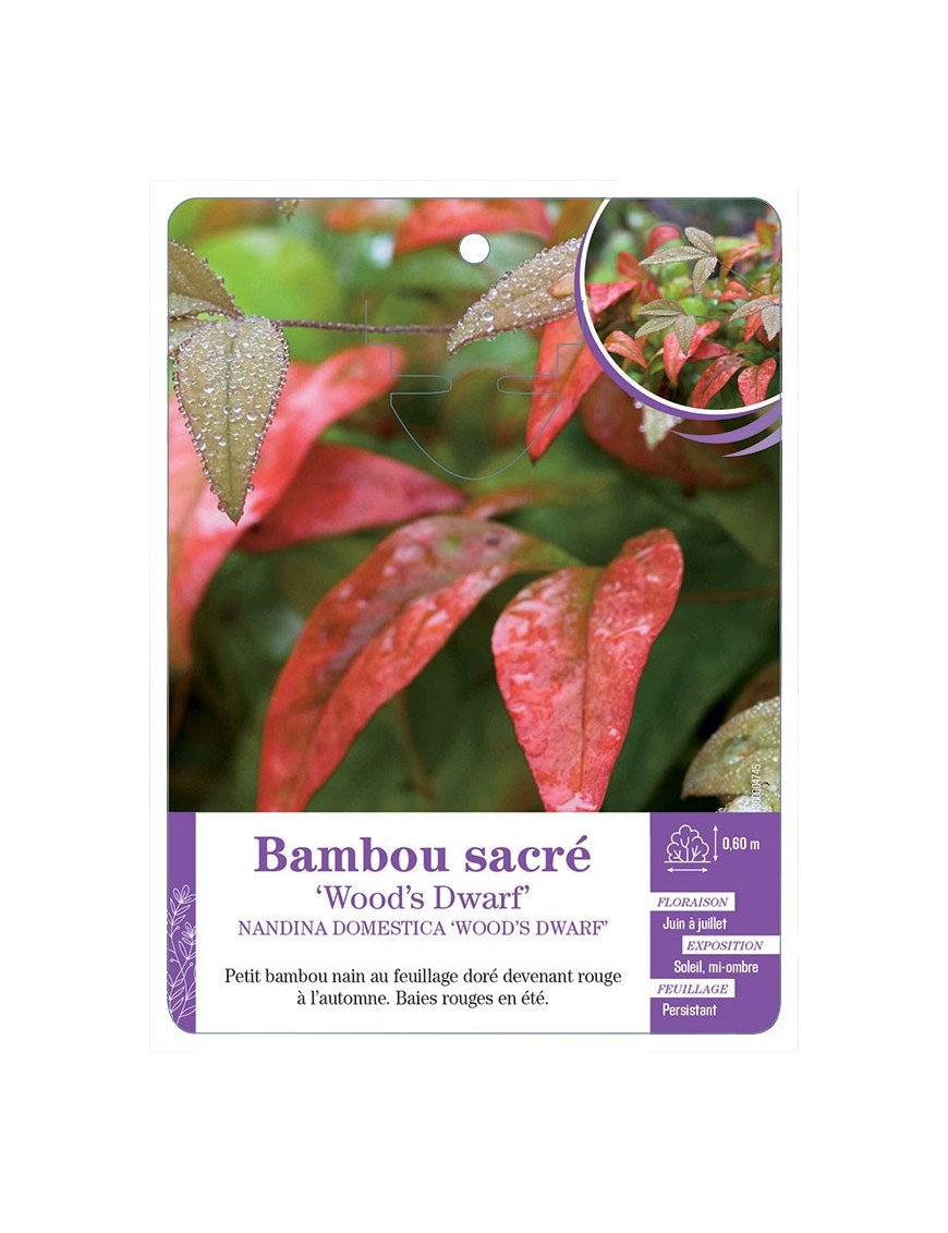 NANDINA DOMESTICA WOOD’S DWARF voir Bambou sacré