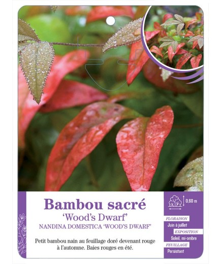 NANDINA DOMESTICA WOOD’S DWARF voir Bambou sacré