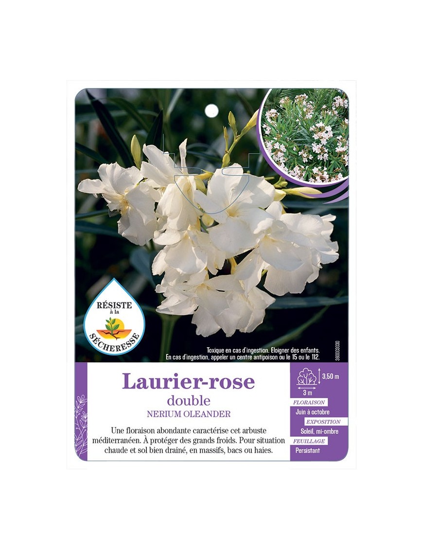 NERIUM OLEANDER voir Laurier-rose double (blanc)