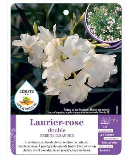 NERIUM OLEANDER voir Laurier-rose double (blanc)