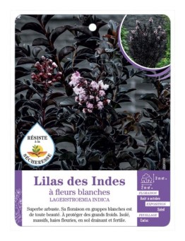 NERIUM OLEANDER à fleurs blanches voir Laurier-rose (feuillage pourpre)