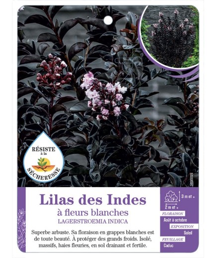 NERIUM OLEANDER à fleurs blanches voir Laurier-rose (feuillage pourpre)