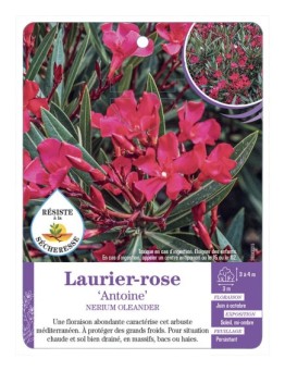 NERIUM OLEANDER ANTOINE voir Laurier-rose