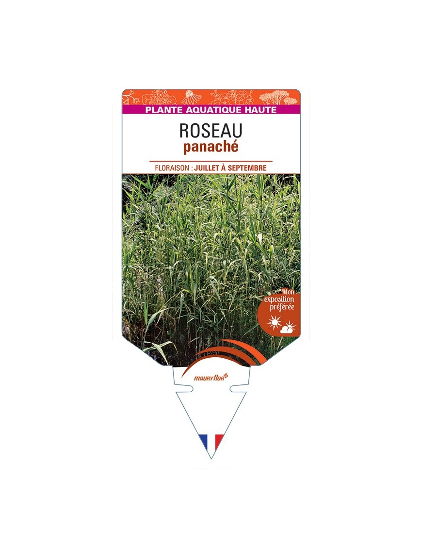 PHRAGMITES australis Variegatus voir Roseau panaché