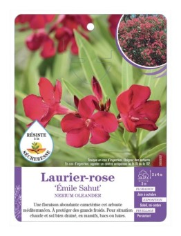 NERIUM OLEANDER EMILE SAHUT voir Laurier-rose