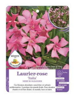 NERIUM OLEANDER ITALIA voir Laurier-rose