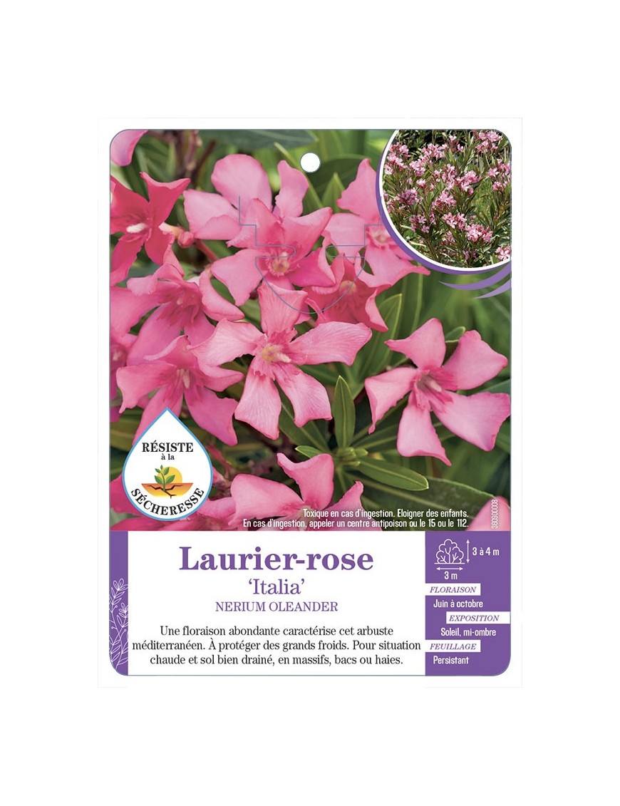 NERIUM OLEANDER ITALIA voir Laurier-rose