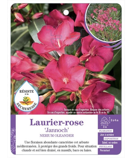 NERIUM OLEANDER JANNOCH voir Laurier-rose