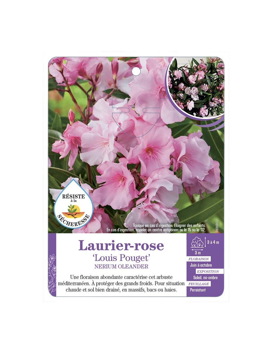 NERIUM OLEANDER LOUIS POUGET voir Laurier-rose