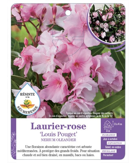 NERIUM OLEANDER LOUIS POUGET voir Laurier-rose