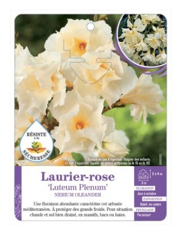 NERIUM OLEANDER LUTEUM PLENUM voir Laurier-rose