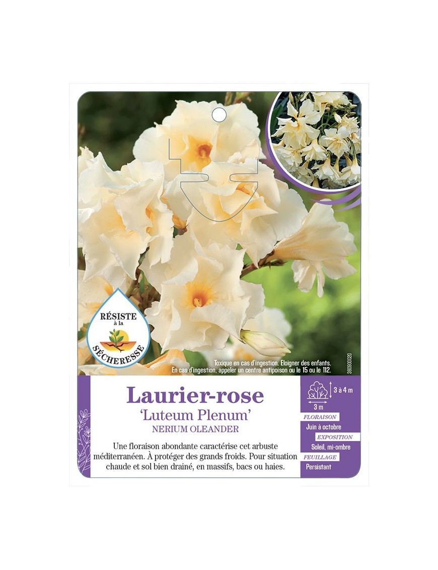 NERIUM OLEANDER LUTEUM PLENUM voir Laurier-rose