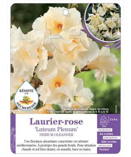 NERIUM OLEANDER LUTEUM PLENUM voir Laurier-rose