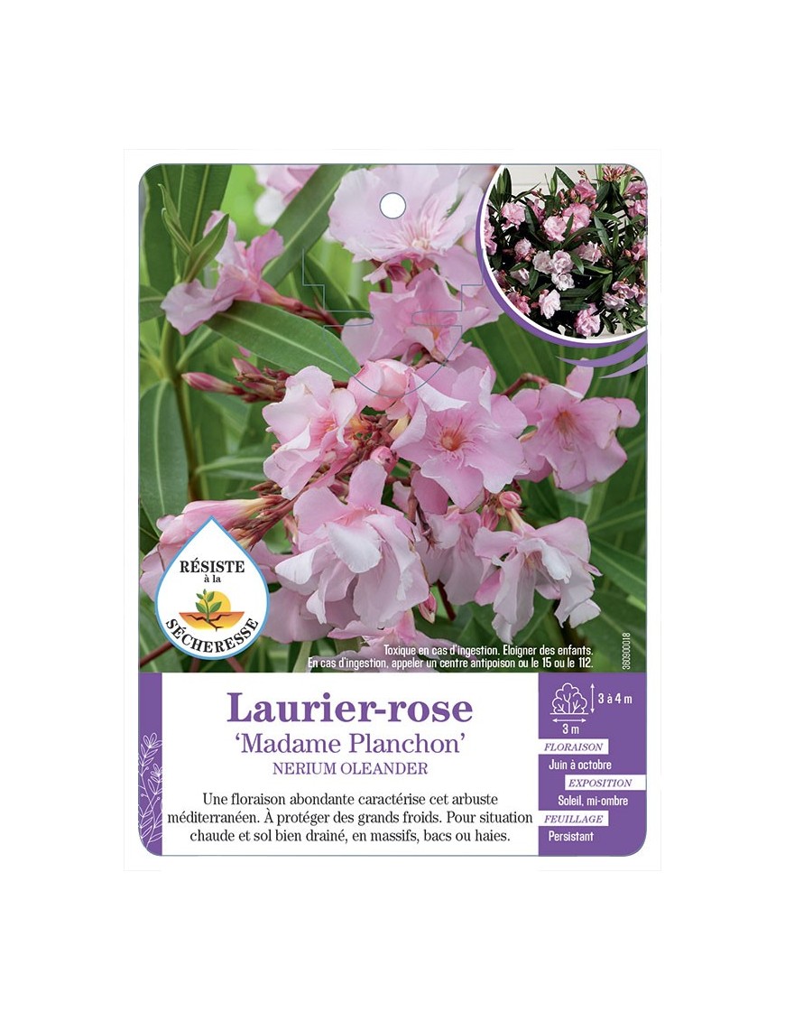 NERIUM OLEANDER MADAME PLANCHON voir Laurier-rose