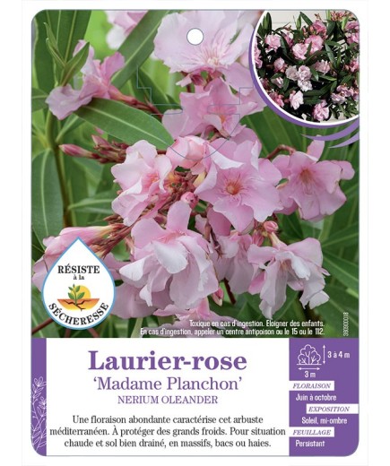 NERIUM OLEANDER MADAME PLANCHON voir Laurier-rose