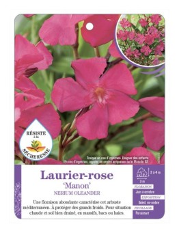 NERIUM OLEANDER MANON voir Laurier-rose
