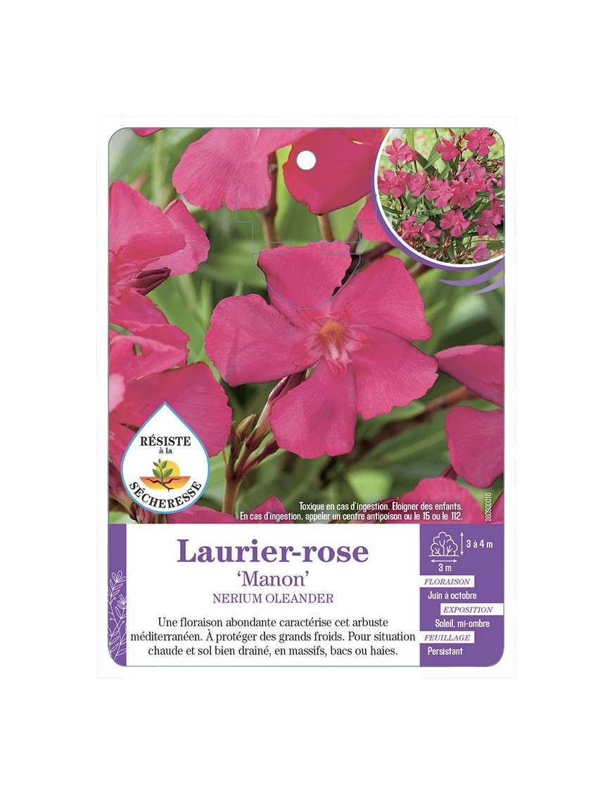 NERIUM OLEANDER MANON voir Laurier-rose
