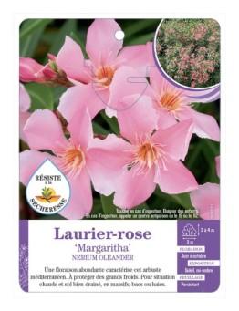 NERIUM OLEANDER MARGARITHA voir Laurier-rose