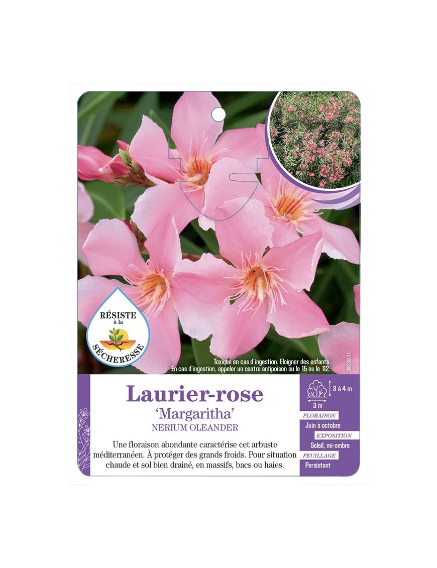 NERIUM OLEANDER MARGARITHA voir Laurier-rose