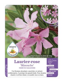 NERIUM OLEANDER MINOUCHE voir Laurier-rose