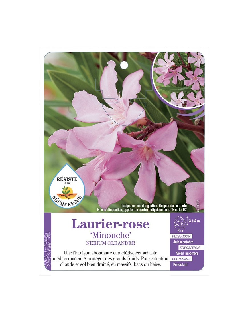 NERIUM OLEANDER MINOUCHE voir Laurier-rose