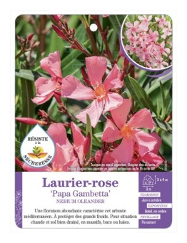 NERIUM OLEANDER PAPA GAMBETTA voir Laurier-rose