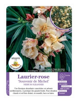 NERIUM OLEANDER SOUVENIR DE MICHEL voir Laurier-rose