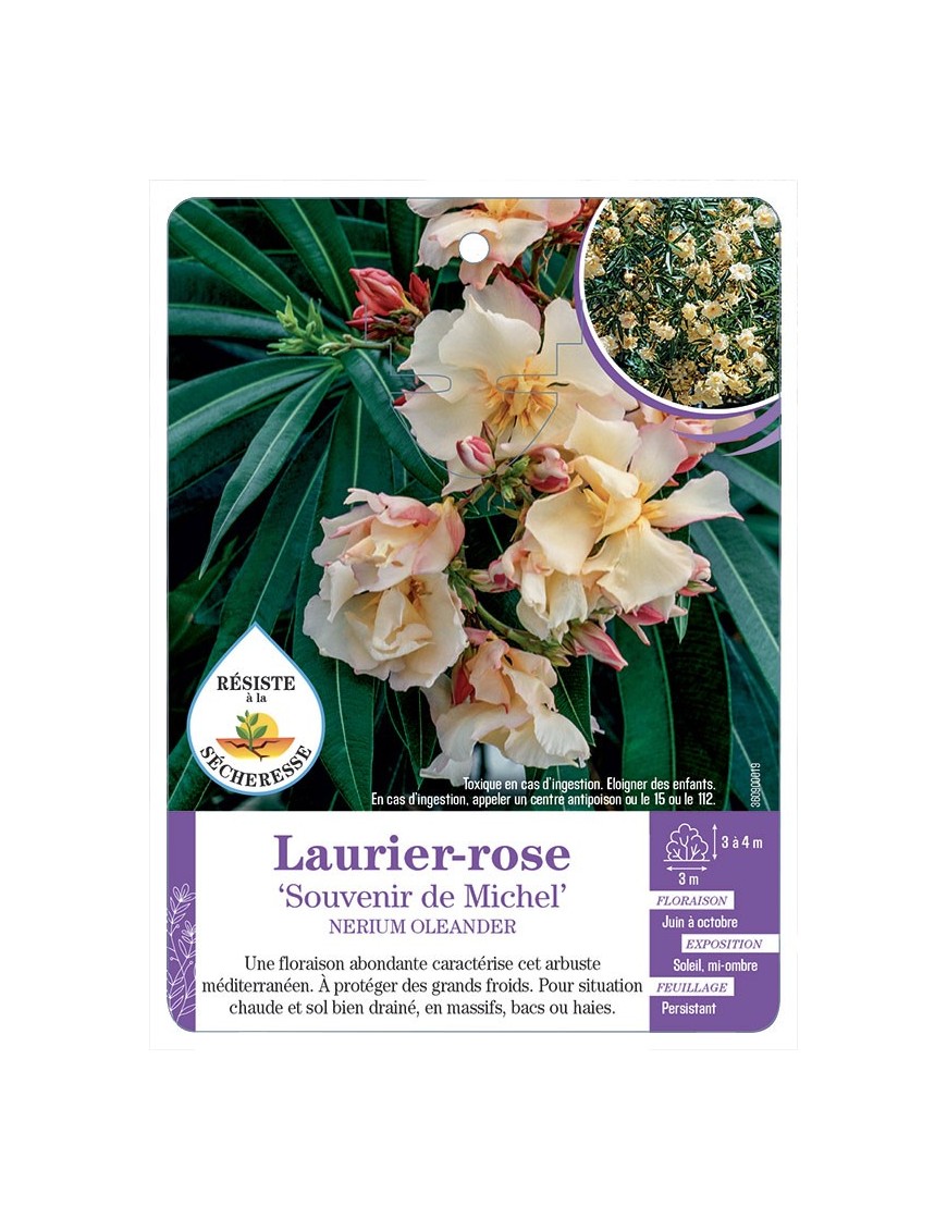 NERIUM OLEANDER SOUVENIR DE MICHEL voir Laurier-rose