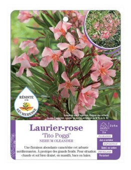 NERIUM OLEANDER TITO POGGI voir Laurier-rose