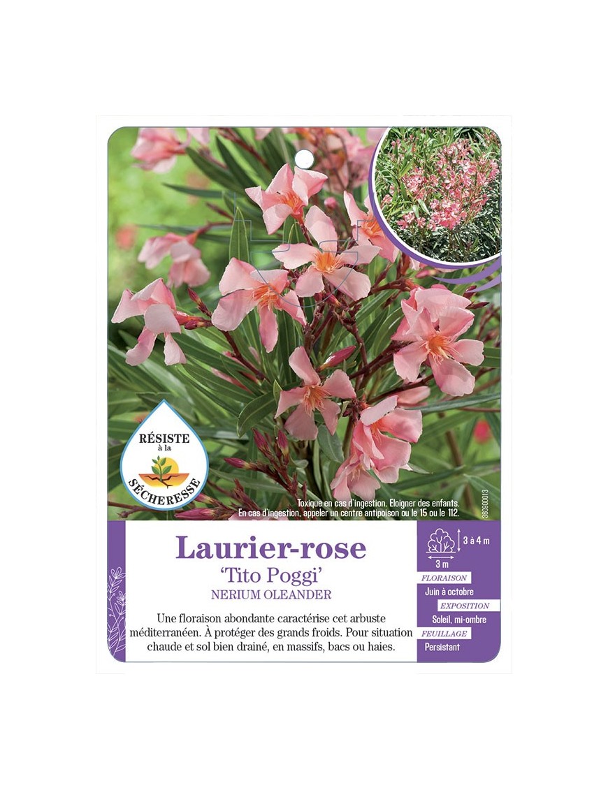 NERIUM OLEANDER TITO POGGI voir Laurier-rose