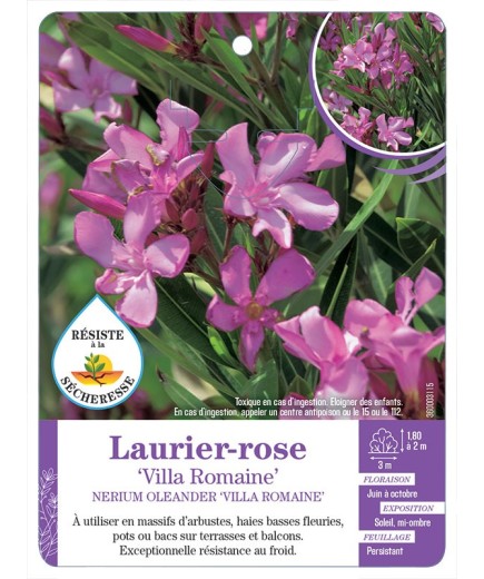 NERIUM OLEANDER VILLA ROMAINE voir Laurier-rose