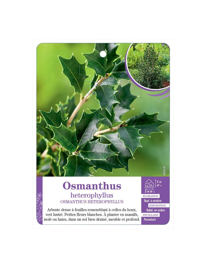 OSMANTHUS HETEROPHYLLUS