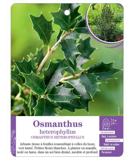 OSMANTHUS HETEROPHYLLUS