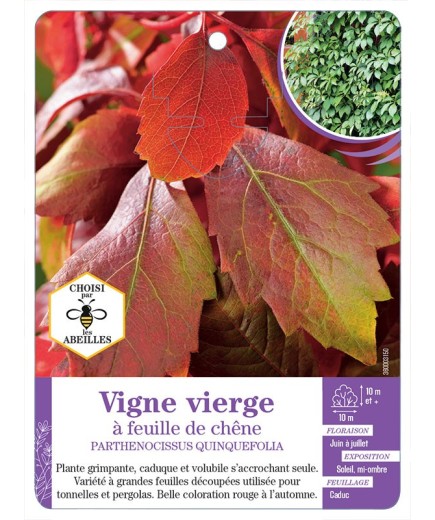 PARTHENOCISSUS QUINQUEFOLIA voir Vigne vierge à feuille de chêne