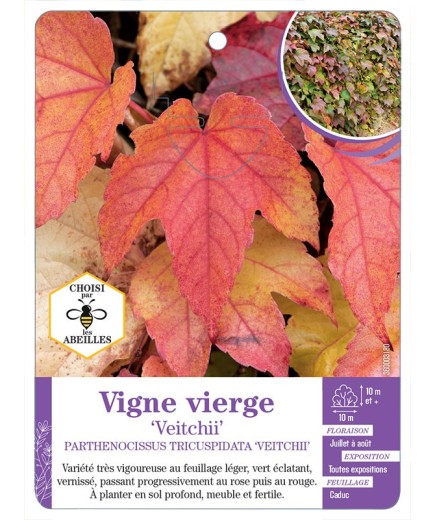 PARTHENOCISSUS TRICUSPIDATA VEITCHII voir Vigne vierge