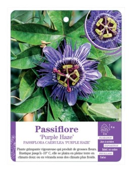 PASSIFLORE CAERULEA PURPLE HAZE