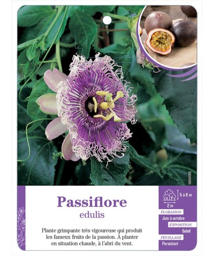 PASSIFLORE EDULIS