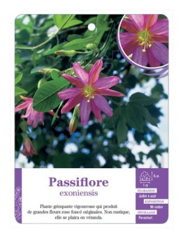 PASSIFLORE EXONIENSIS