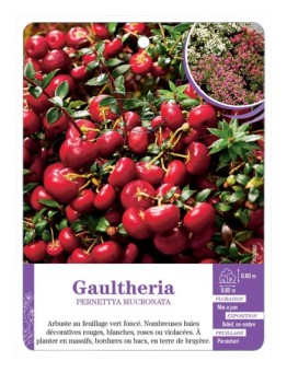 PERNETTYA MUCRONATA voir Gaultheria (varié)