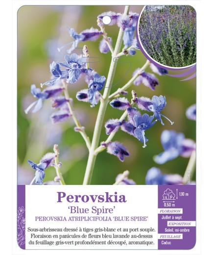 PEROVSKIA ATRIPLICIFOLIA BLUE SPIRE