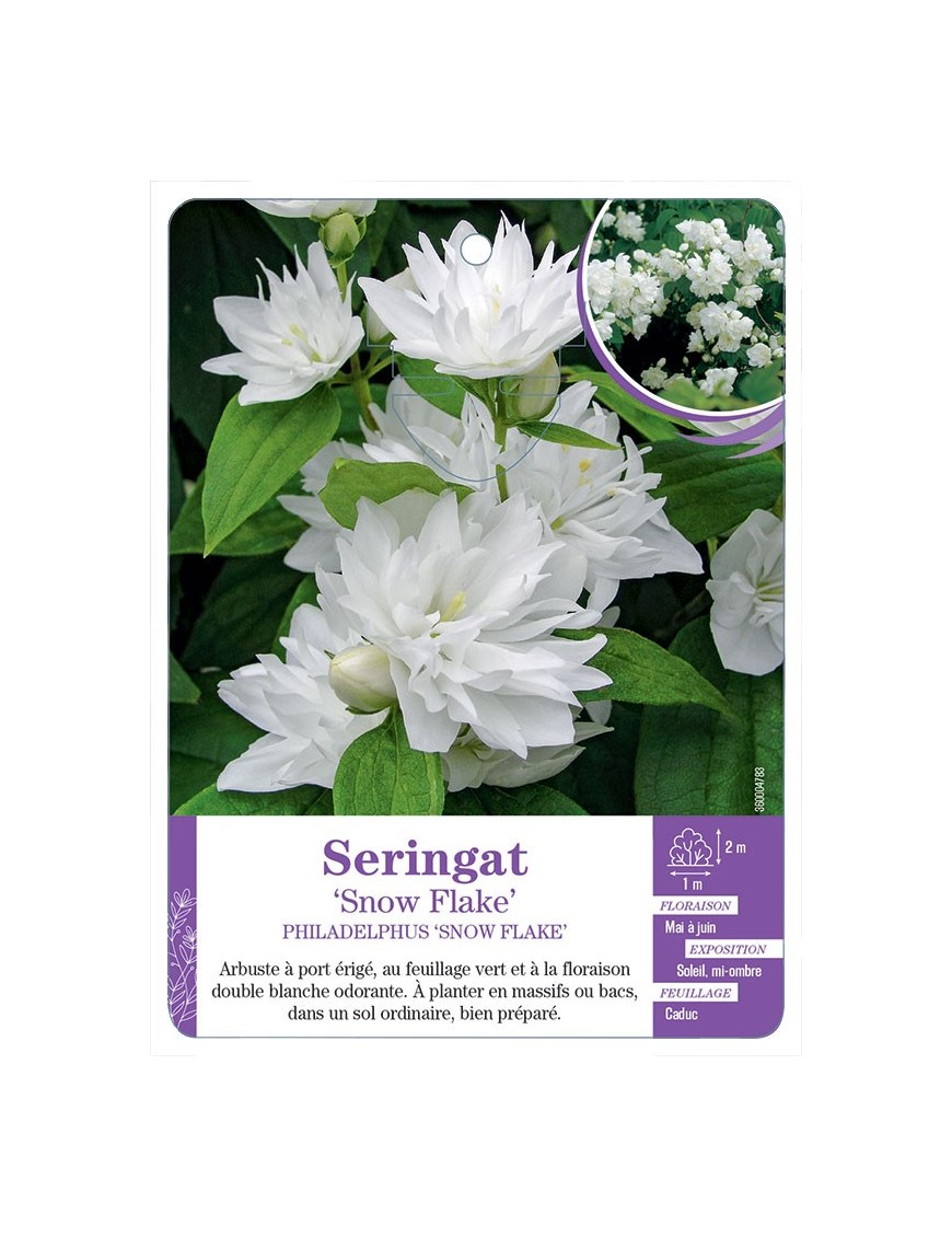 PHILADELPHUS SNOW FLAKE voir Seringat