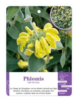 PHLOMIS FRUTICOSA