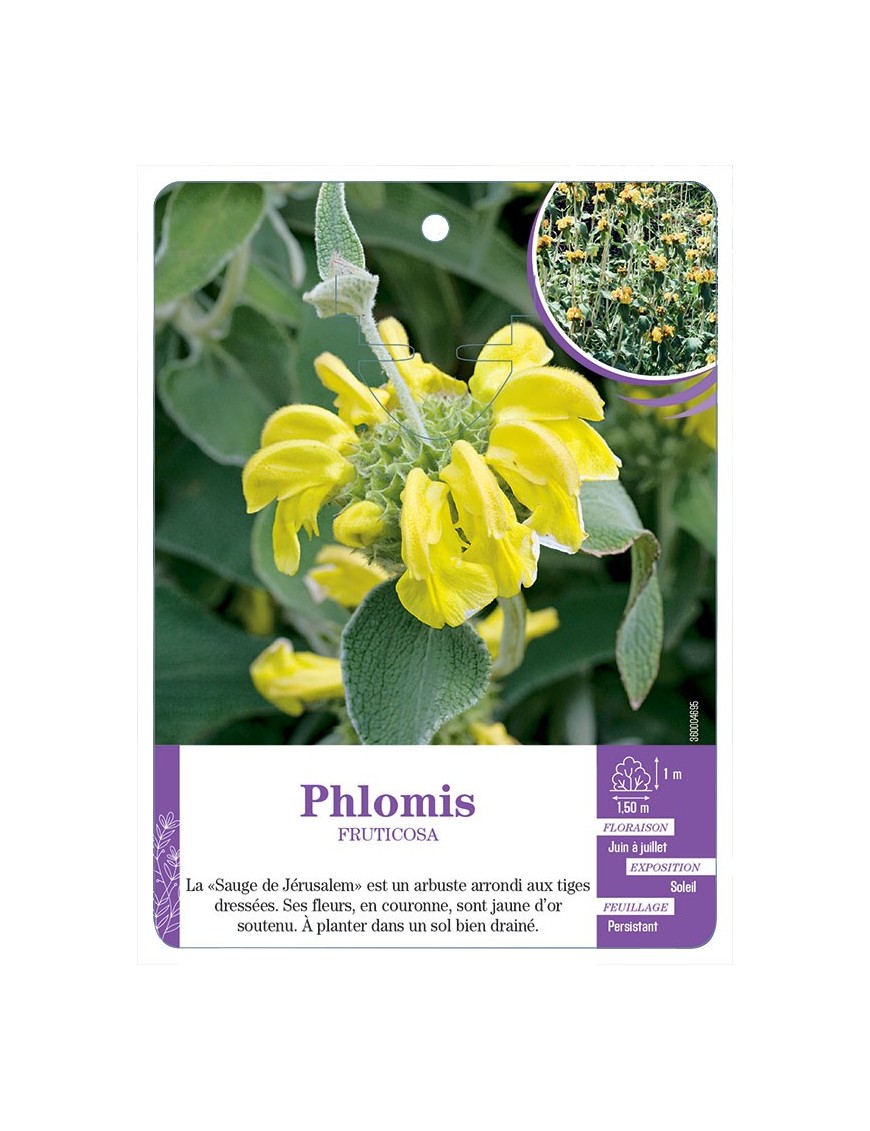 PHLOMIS FRUTICOSA