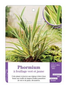PHORMIUM à feuillage vert et jaune