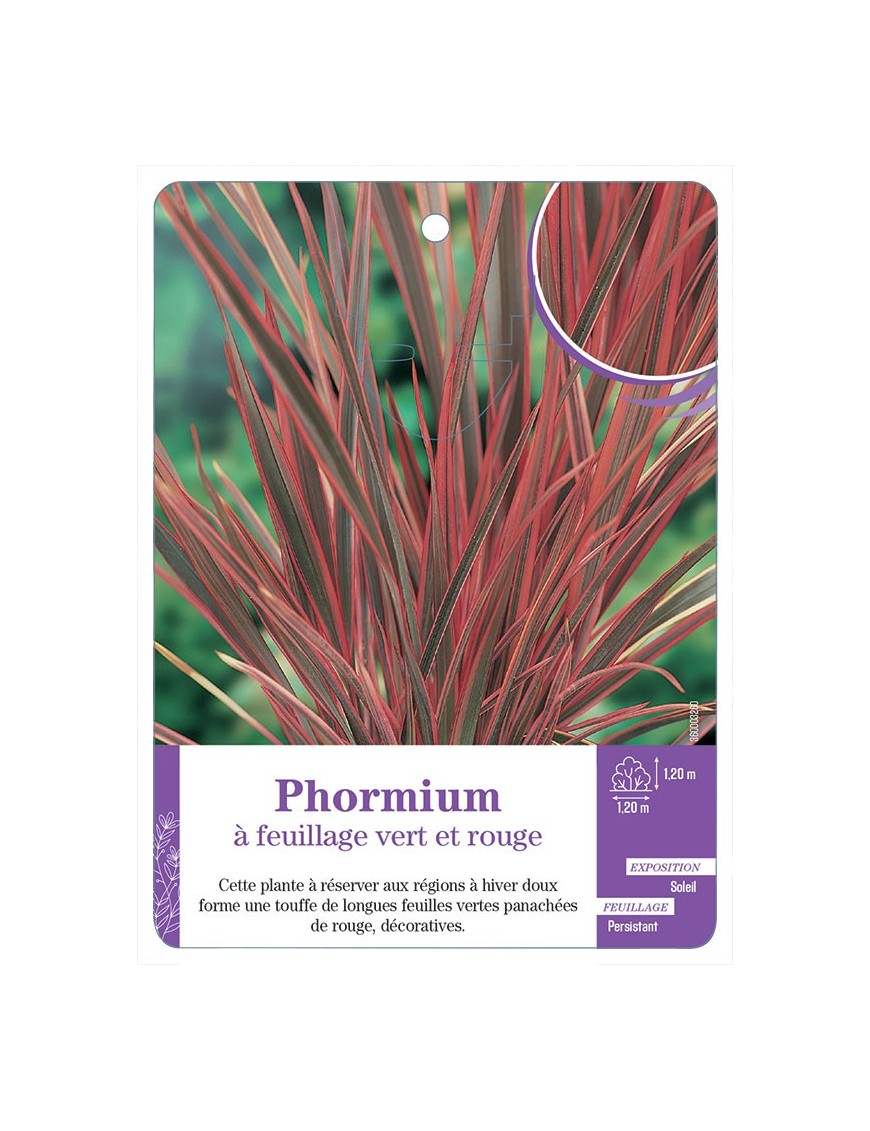PHORMIUM à feuillage vert et rouge