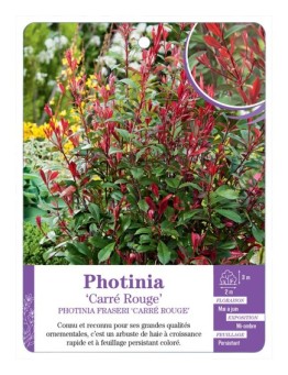PHOTINIA FRASERI CARRÉ ROUGE